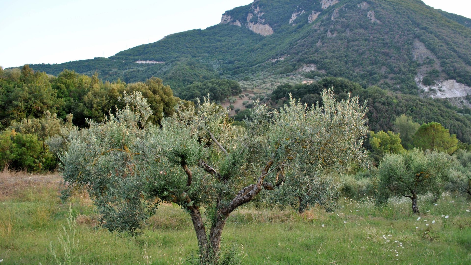 Itinerario tra gli ulivi a Vietri di Potenza